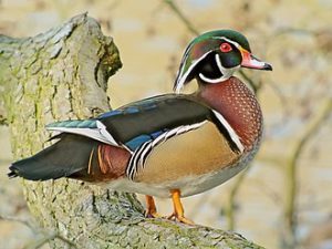 13c. Wood Duck