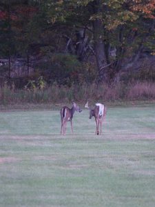 14. Ridge Deer