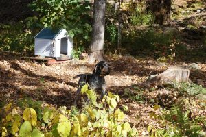 3. Bluetick Camp Hound