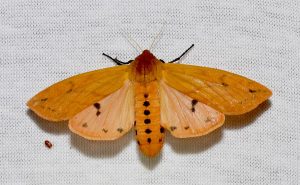 1. Woolly Bear Isabella Moth