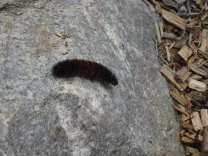 Woolly Bear