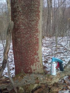 3. Bright Red Fruiting Bodies