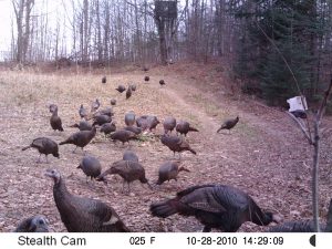 4 A. Food Plot SUNP0004 2