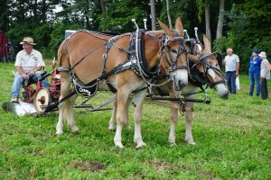 4. Mules Taking A Break