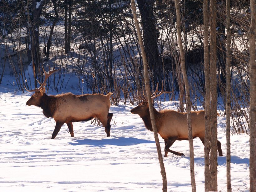 5 A. 2 Bull Elk P2033960