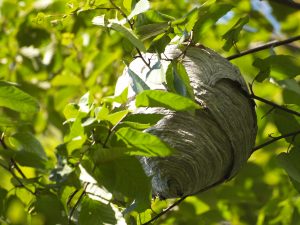 98 Hornet Nest P9074709