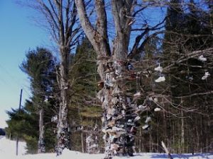 1a. Kinmount Shoe Trees In Winter