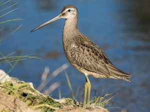 22c. Dowitcher