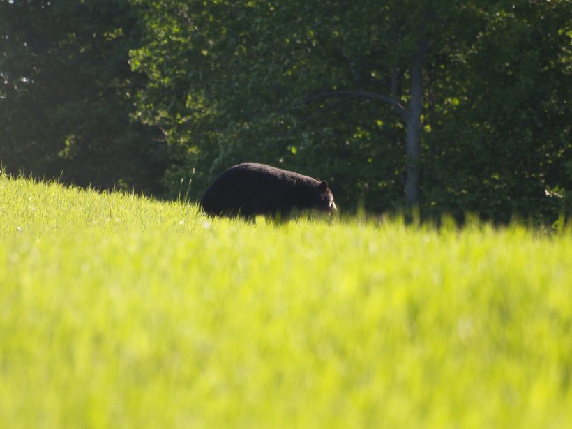 26 B. Ridge Bear