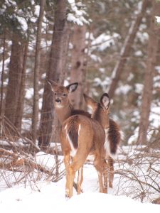 28b. Deer