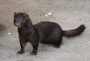 31 C.American Mink