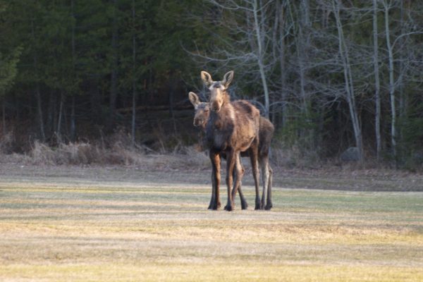 1. Cow Moose With Calf