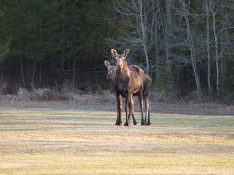 1. Cow Moose With Calf